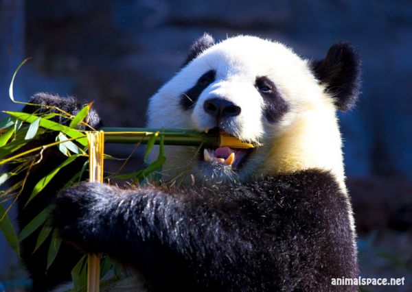 Great panda. Панда фото. Панда на бамбуке. Панда ест бамбук. Панда ест бамбук красивые фото.